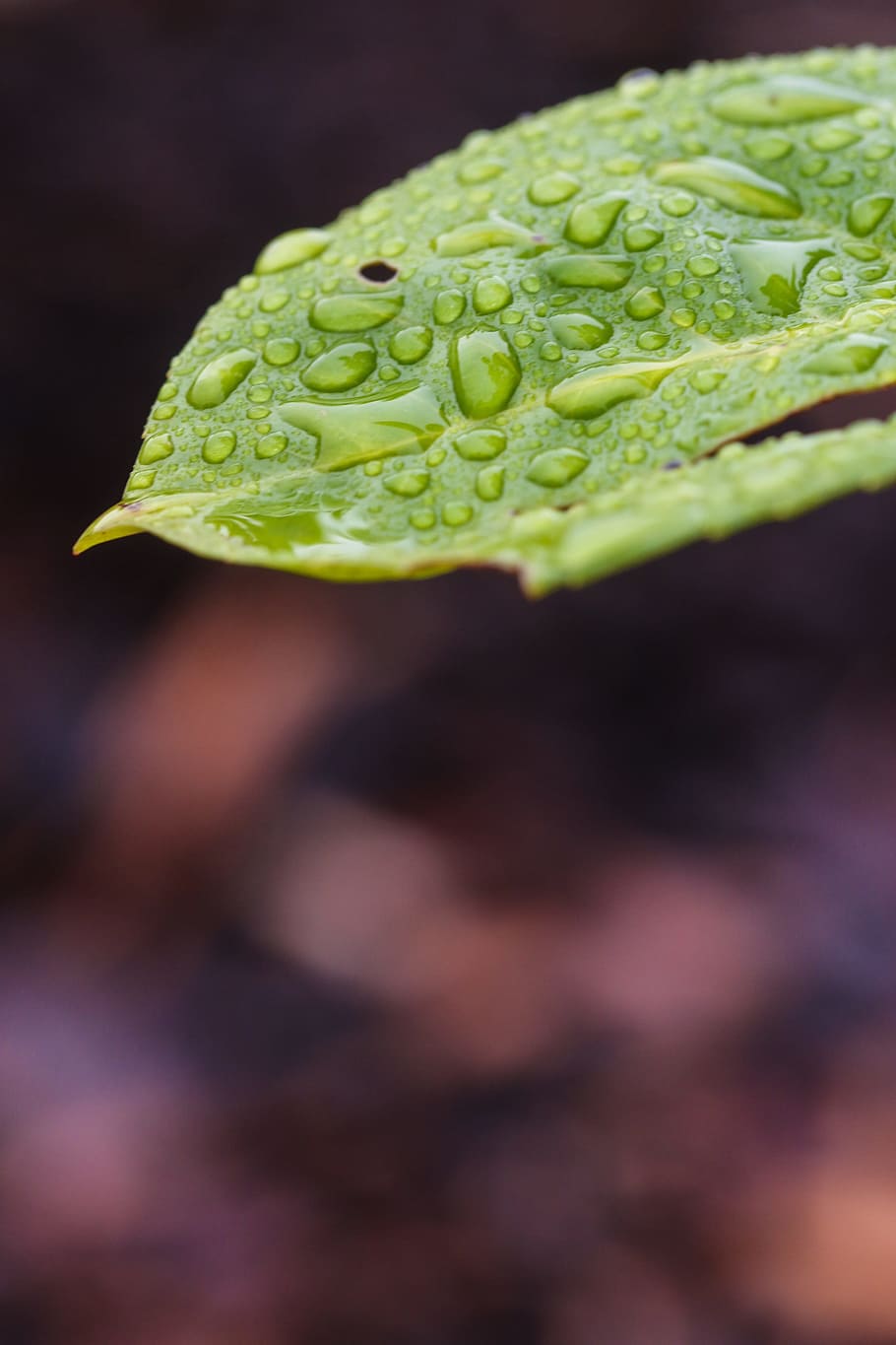 leaf, nature, green, water drop, green color, close-up, plant part HD wallpaper