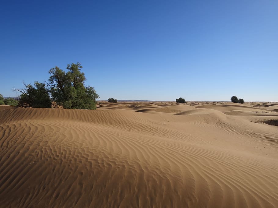 desert beside tree, sand, morocco, sky, dune, nature, landscape HD wallpaper