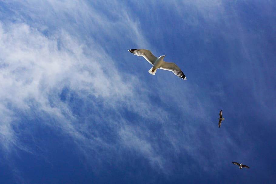 three white birds flying, black, blue, sky, cloud, animal, cloud - sky HD wallpaper