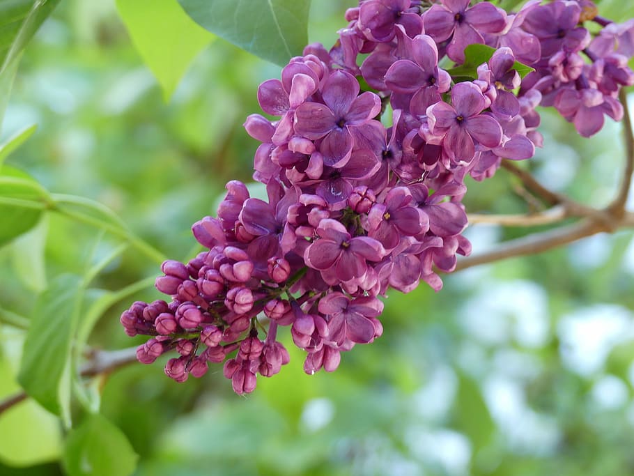 Lilac, Blossom, Bloom, Spring, bush, violet, flower, nature HD wallpaper