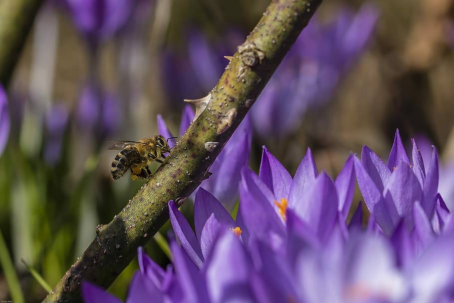 crocus, bee, insect, spring awakening, nature, plant, flower HD wallpaper