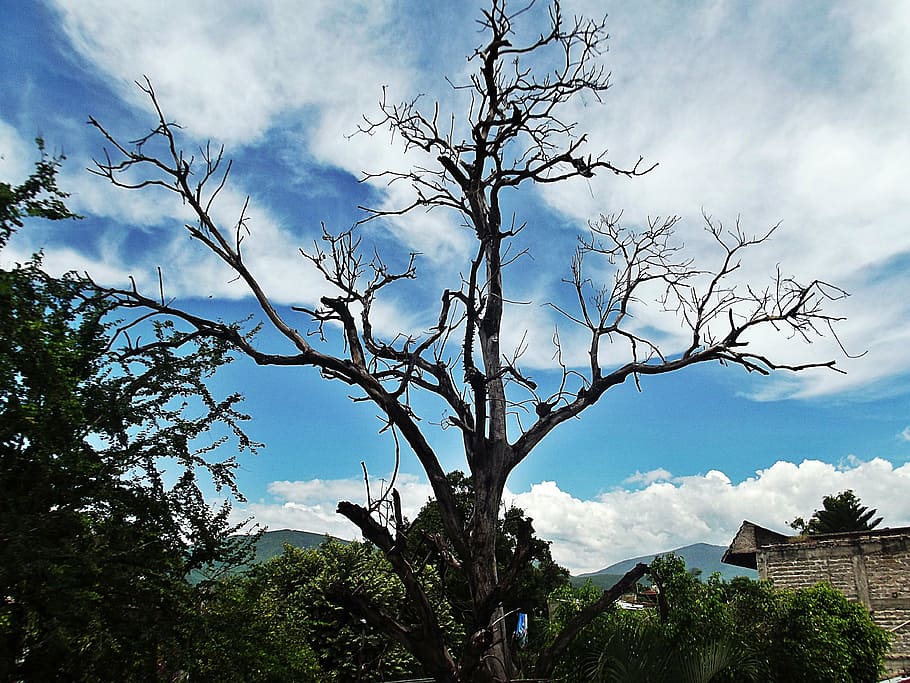 tree, dead, sunset, sky, trees, sinister, branches, dead tree, HD wallpaper