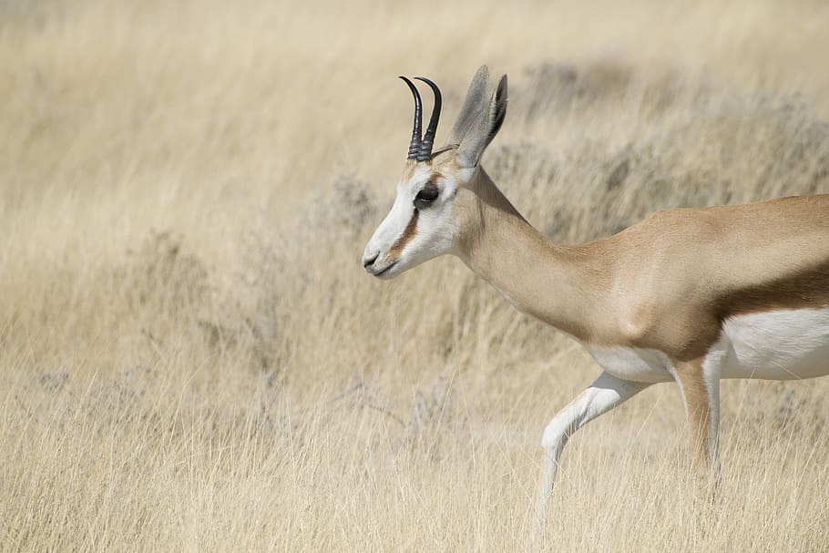close up photography of deer, white and brown doe on brown grasses HD wallpaper
