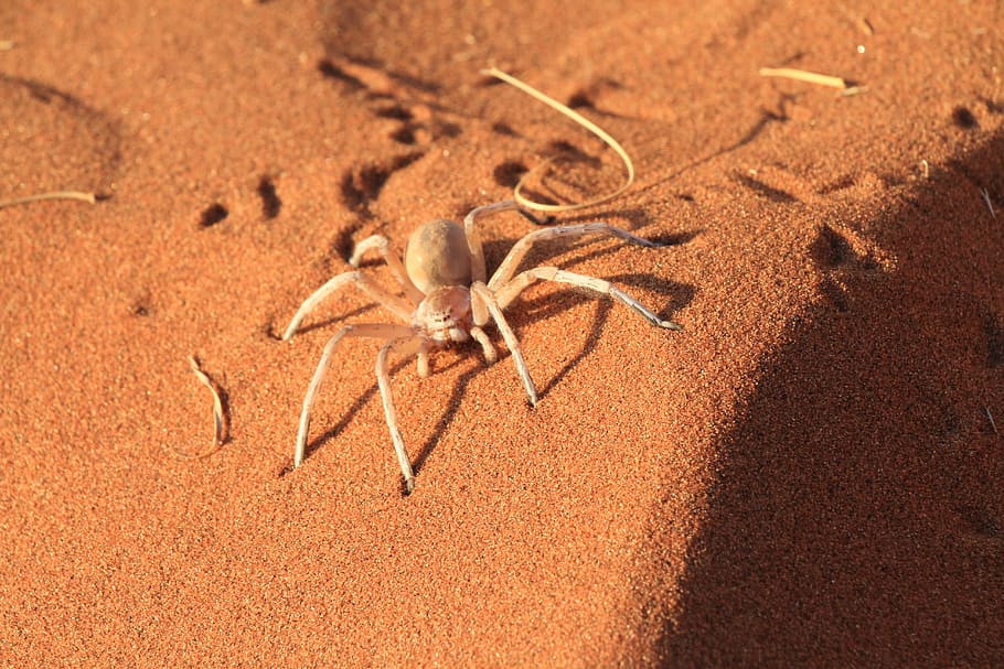 Hd Wallpaper Spider Caution Desert Sand Risk Animal Wildlife One Animal Wallpaper Flare