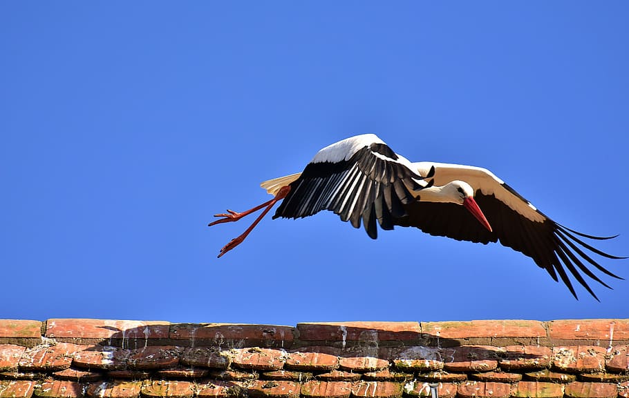 stork, bird, fly, plumage, nature, animal world, wing, monkey mountain salem HD wallpaper