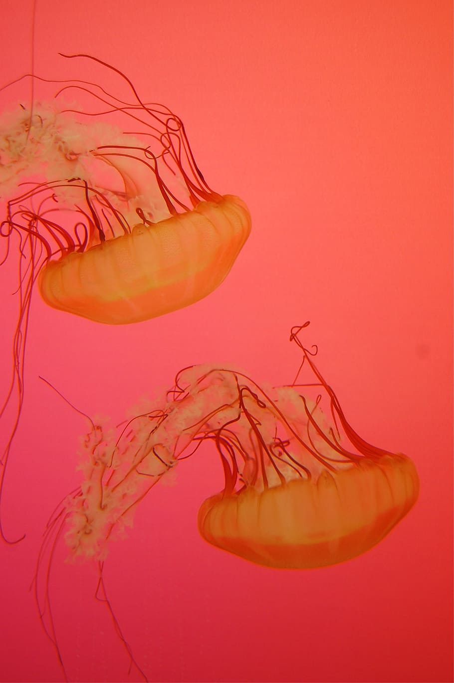 sea, jellies, creature, deep, fish, float, jellyfish, marine HD wallpaper
