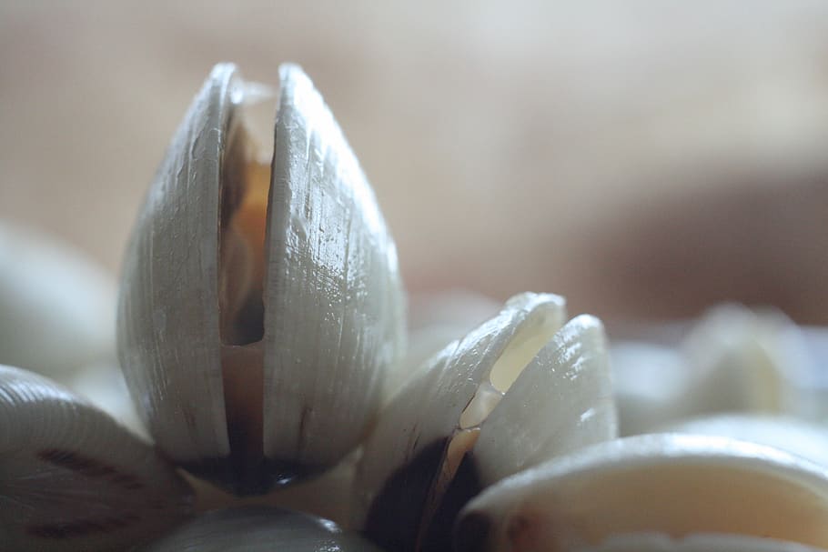 clams, close-up, macro, seashells, nature, selective focus HD wallpaper