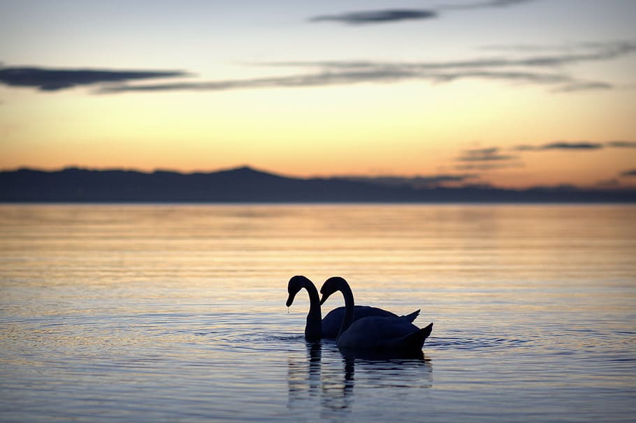 silhouette of two swans under cloudy sky, summer, summer holiday, HD wallpaper
