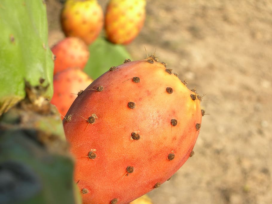 Cactus, Plant, Fruit, Prickly Pear, thorny, spines, sharp, spiked HD wallpaper