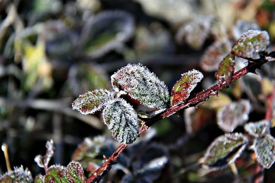 frost, winter, forest, ice, cold, frozen, white, tomorrow, nature HD wallpaper