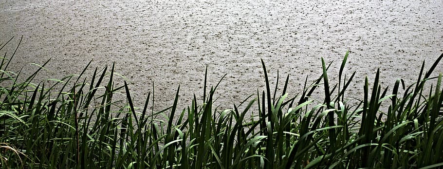 rain, raindrops, water-level, it's raining, reeds, pond, growth HD wallpaper