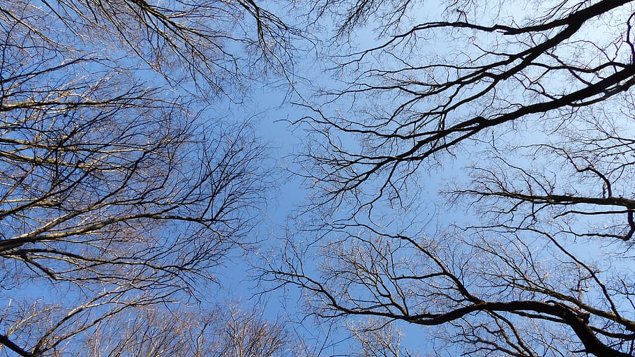 sky, trees, branch, blue, crown, bare tree, plant, no people HD wallpaper