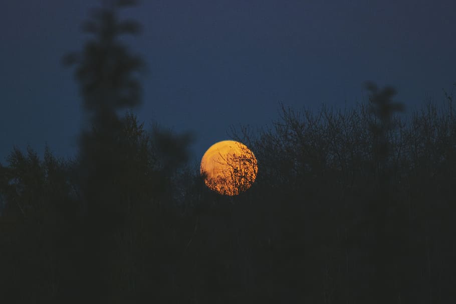 green plants under full moon, silhouette of grass background of orange moon HD wallpaper