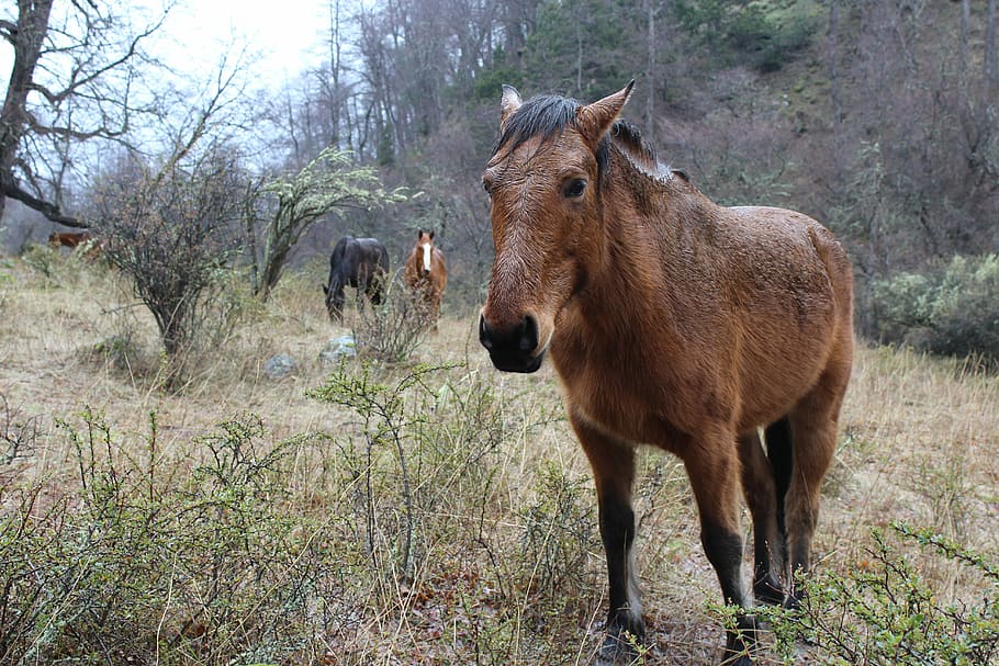 Horses, Animals, Field, animal themes, one animal, mammal, day HD wallpaper