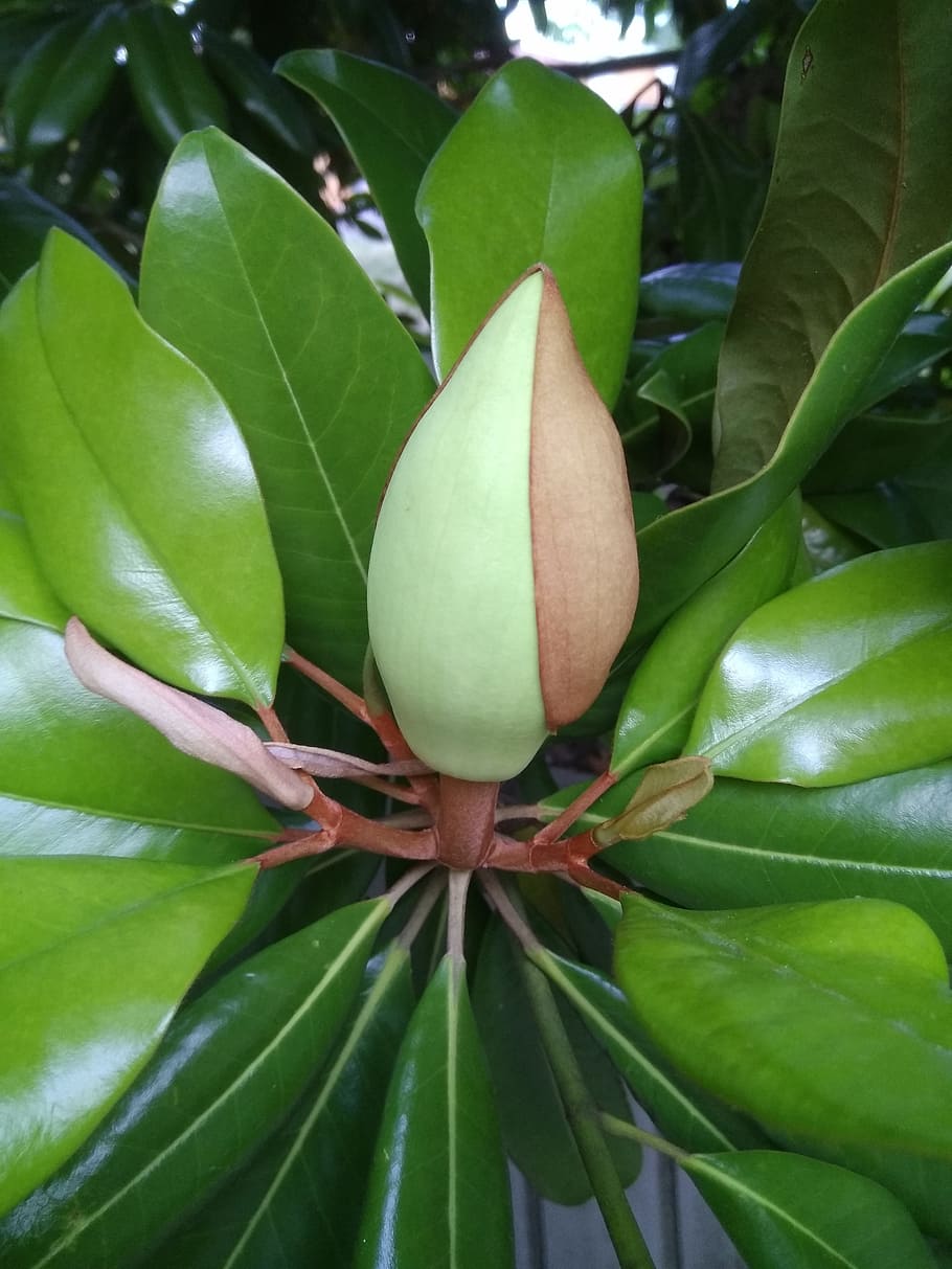 magnolia, nature, tree, leaf, plant part, green color, growth HD wallpaper