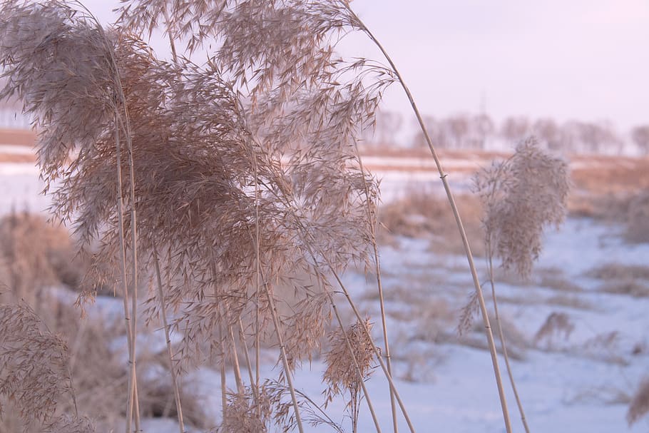 snow, winter, plant, cold temperature, nature, focus on foreground HD wallpaper
