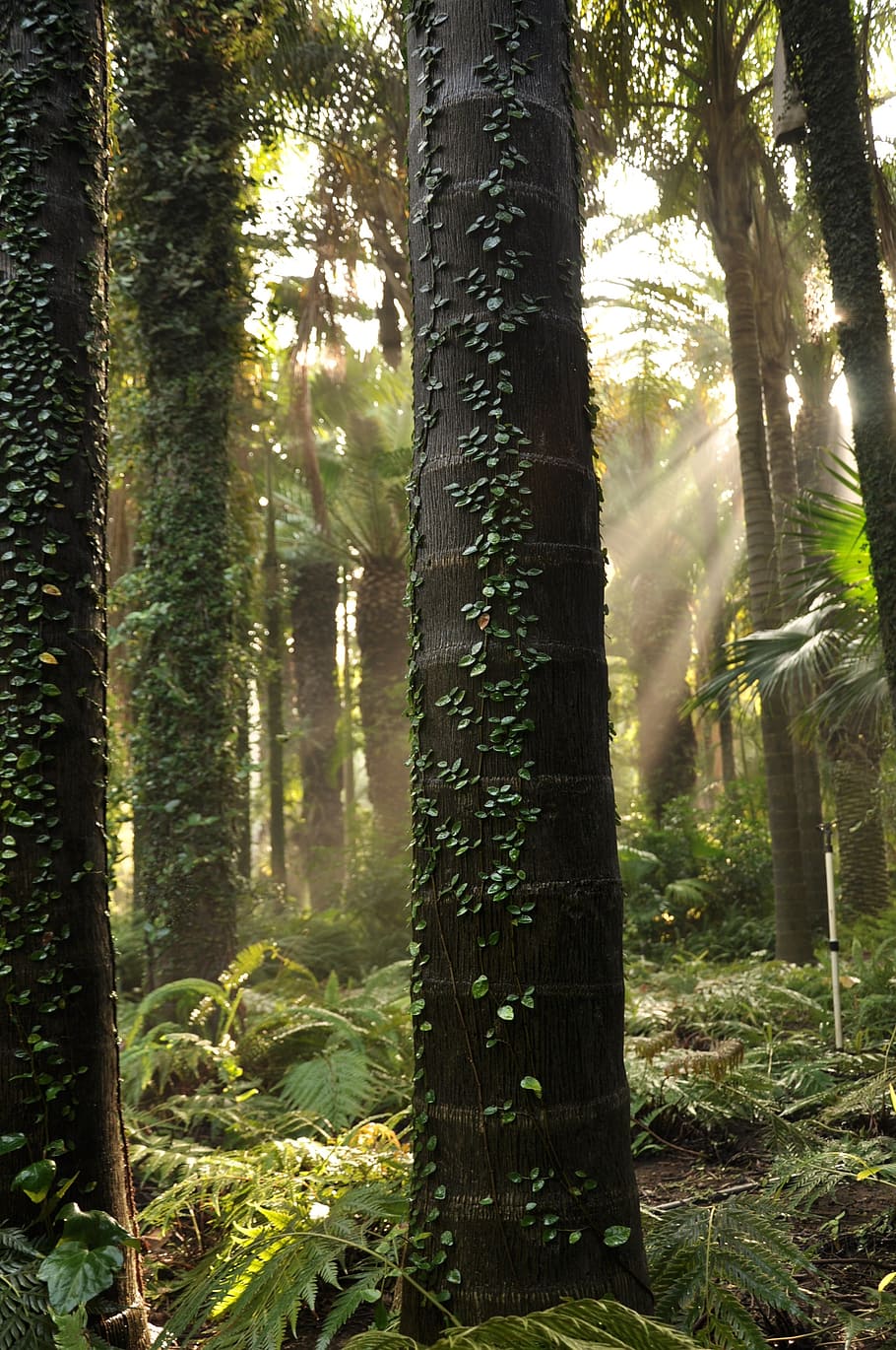 tree, forest, green, nature, environment, wood, leaf, scenery HD wallpaper