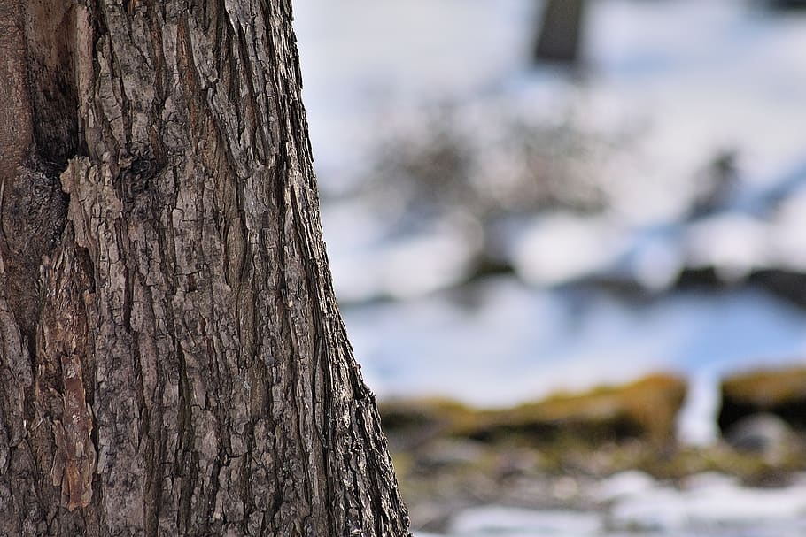 nature, spring, tree, snow, tree trunk, textured, focus on foreground HD wallpaper