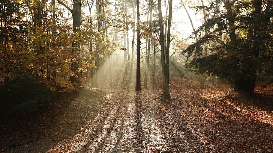 trees, fall, light shaft, plant, forest, autumn, land, beauty in nature HD wallpaper