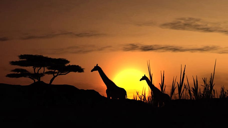 silhouette of two giraffes near trees, sunset, solar, landscape HD wallpaper