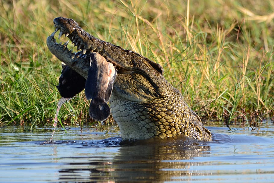 crocodile, prey, botswana, chobe, animal themes, animals in the wild HD wallpaper