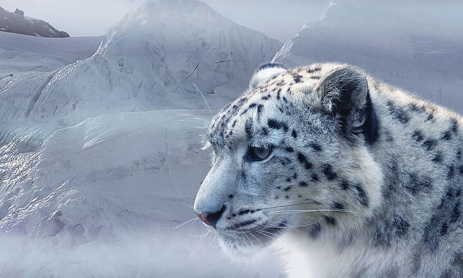 snow covered mountain and white snow leopard, ice, glacier, mountains