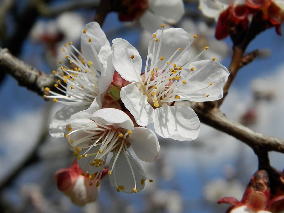 flower, apricot, spring, flowering plant, fragility, vulnerability HD wallpaper