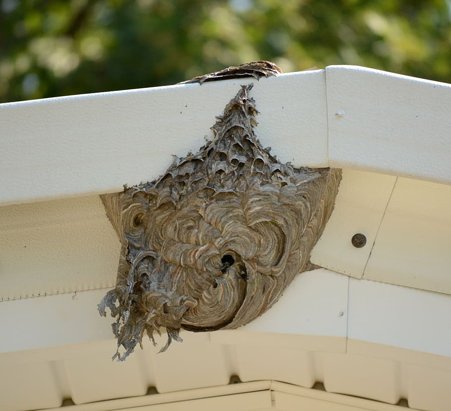 hive, bee, nest, honey, insect, nature, beekeeping, apiary