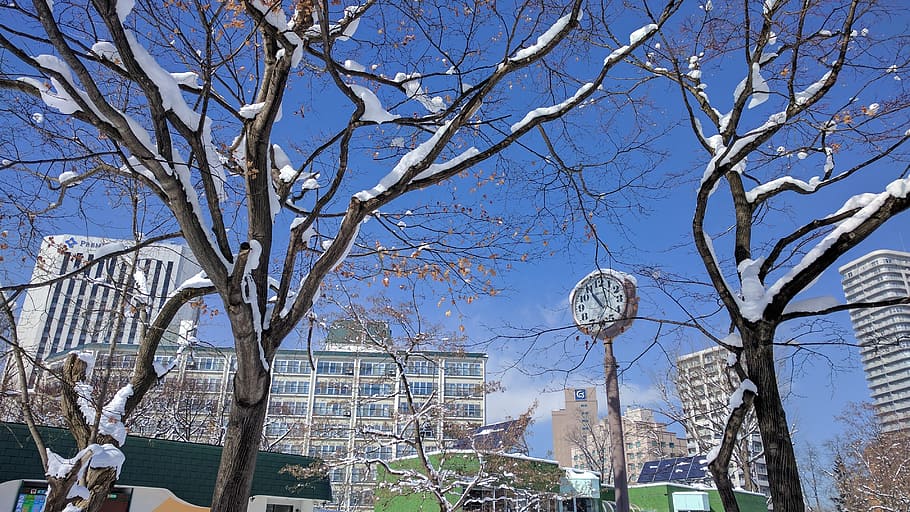 tree, snow, clock, bare tree, branch, built structure, architecture HD wallpaper