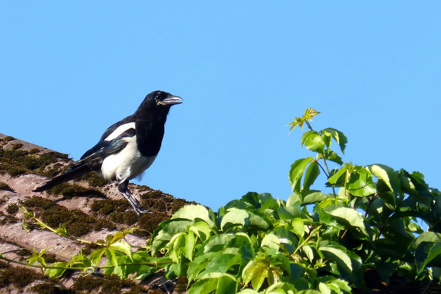 elster, pica pica, raven bird, nature, wildlife, magpie, animal, HD wallpaper