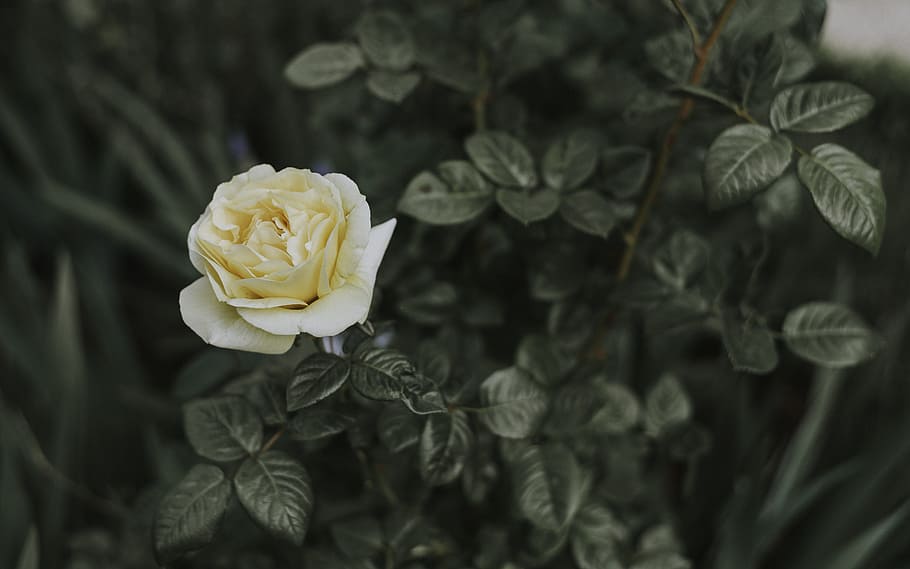 tilt shift lens photography of white rose, shallow focus of white rose HD wallpaper