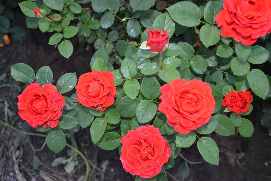 Flower, Red, Bush, Nature, Garden, rose, green color, leaf HD wallpaper