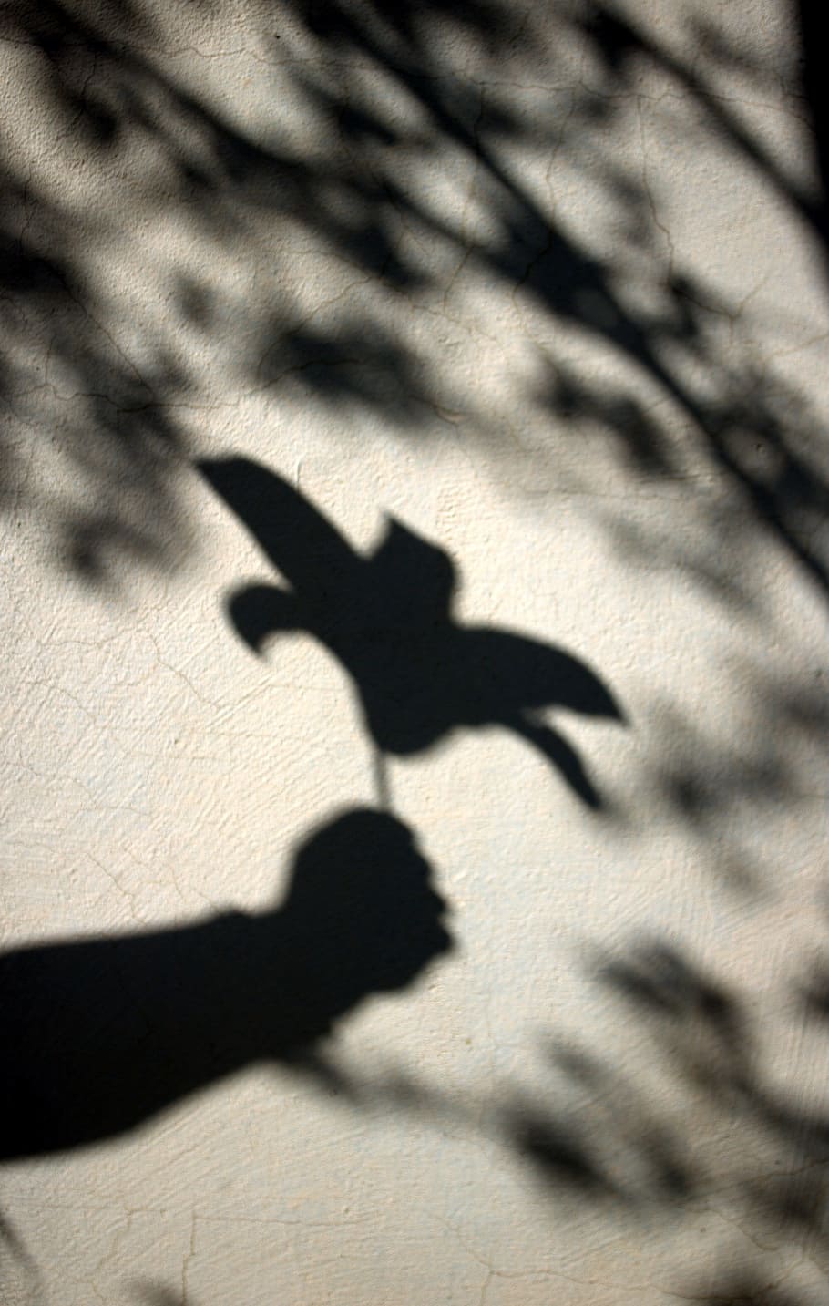 flower, shadow, sun, hand, silhouette, sunlight, focus on shadow HD wallpaper