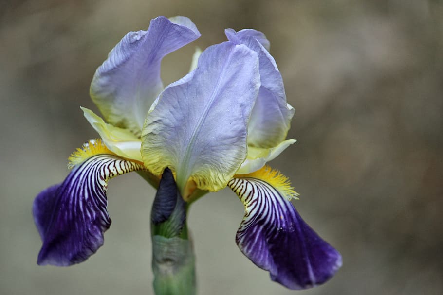 Iris, Lily, Blossom, Bloom, Nature, spring, flower, plant, flower Head HD wallpaper