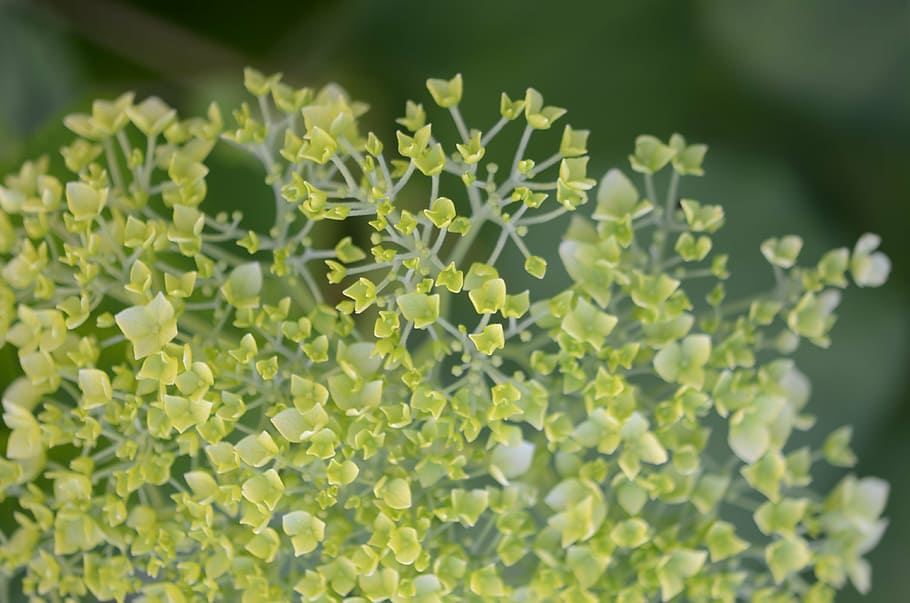 flower, nature, spring, natural, summer, plant, floral, green HD wallpaper