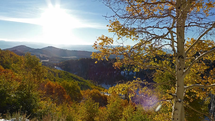hillside, sky, landscape, outside, scene, scenic, sunny, tree HD wallpaper