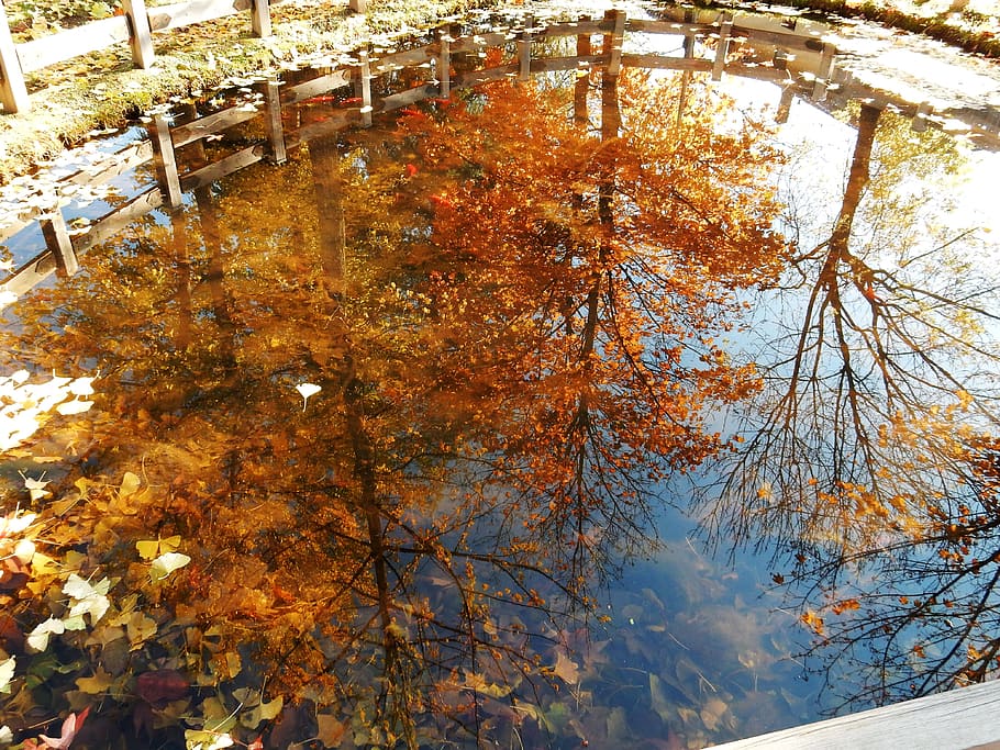 nature, reflections, trees, autumn, leaves, plant, change, no people HD wallpaper