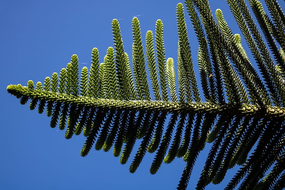 pinheiro, nature, tree, plants, garden, sky, comanche, growth HD wallpaper