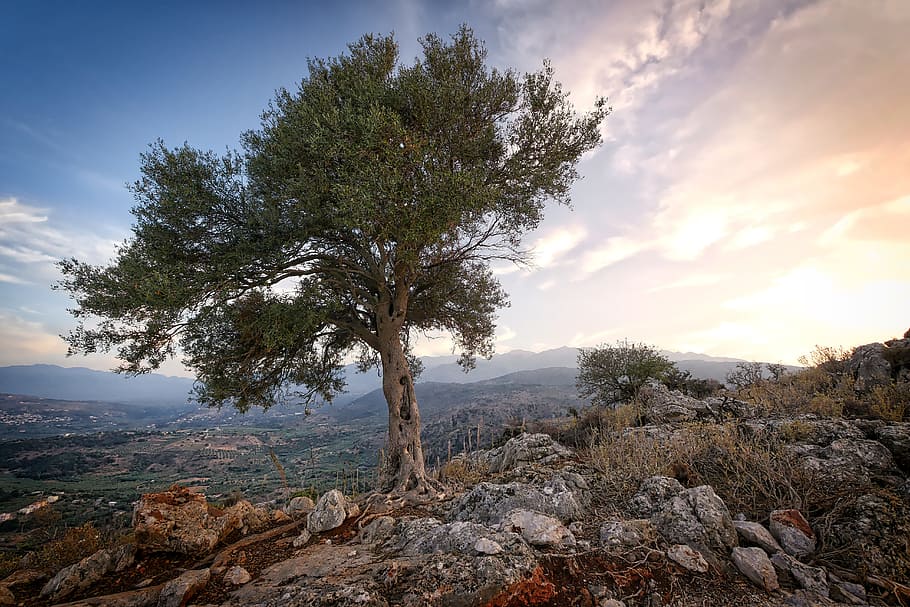 green tree on mountain, nature, landscape, sky, travel, abendstimmung HD wallpaper