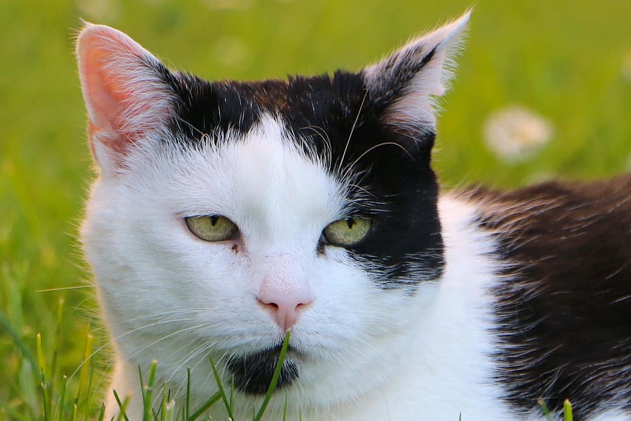 grass, animals, pets, cat, head, black and white, domestic cat HD wallpaper