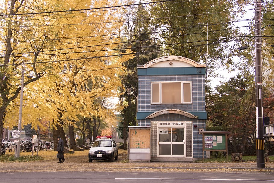 tree, building, house, architecture, mode of transportation HD wallpaper