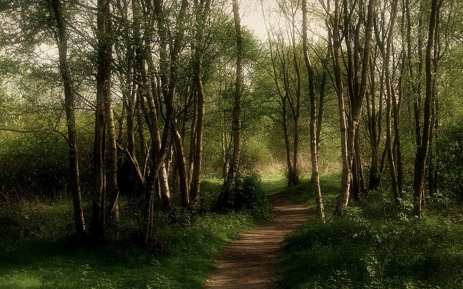 pathway surrounded with trees, forest, japan, dark, mystical, HD wallpaper