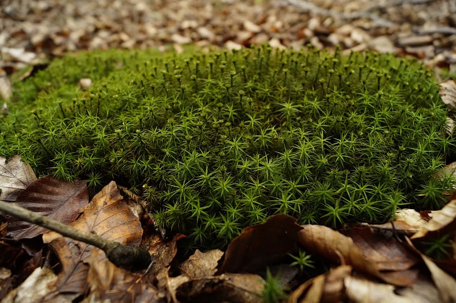 moss, forest, undergrowth, summer, nature, plant, green, green color HD wallpaper