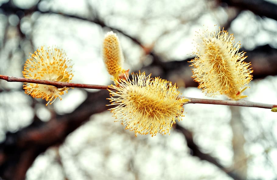 willow, flowers, easter, spring, blossoms, fluffy, yellow, plant HD wallpaper