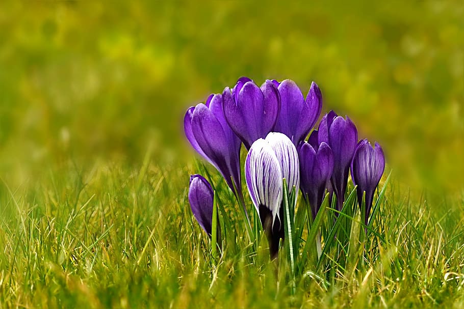 purple crocus flowers in closeup photo, nature, plant, spring flower HD wallpaper