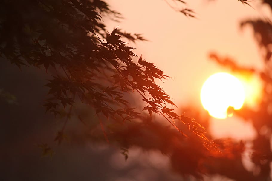 closeup photography of tree leaves under sunset, silhouette photo of sunset HD wallpaper