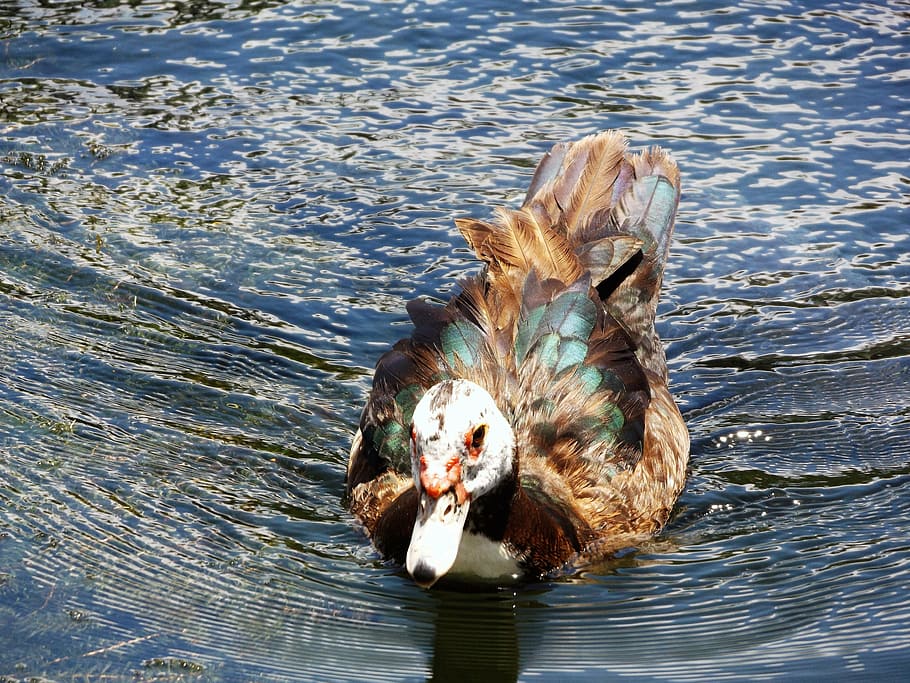 ducks, nedando, in, lake, animal themes, water, vertebrate HD wallpaper