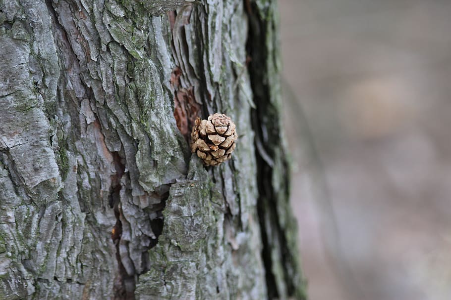 forest, crop, oak, bark, brown, tree trunk, textured, close-up HD wallpaper