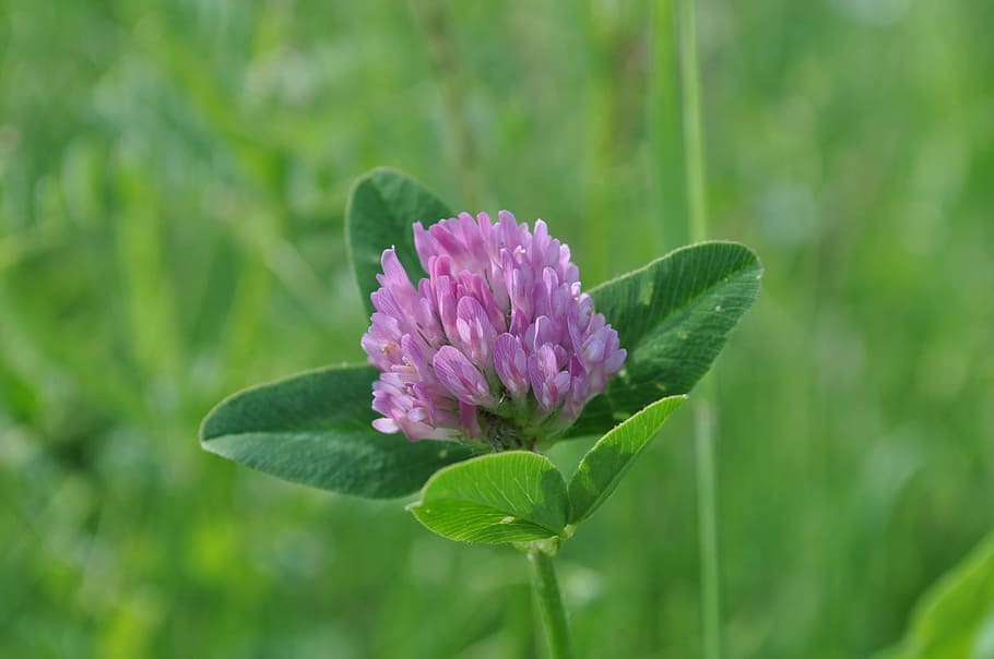 clover button, violet, garden, flowering plant, beauty in nature HD wallpaper