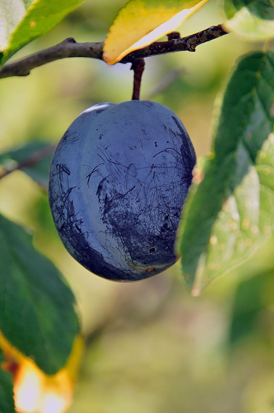 plum, fruit, nature, garden, plant, mature, summer, purple HD wallpaper